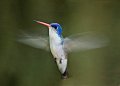 Violet-crowned Hummingbird.Arizona July 2008